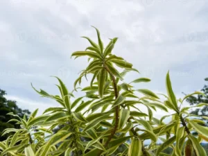 Dracaena Compacta Pflege – Standort, Gießen und Düngen für eine gesunde Drachenbaum-Pflanze