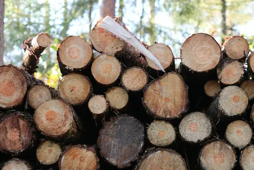 Holz – Vorteile – Warum Holz als Baustoff und Werkstoff so vielseitig eingesetzt wird