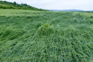 Wie Lange Braucht Grassamen, Bis Er Keimt? Rasen Aussäen – Wann Die Ersten Halme Sichtbar Werden Und Was Die Keimung Beeinflusst